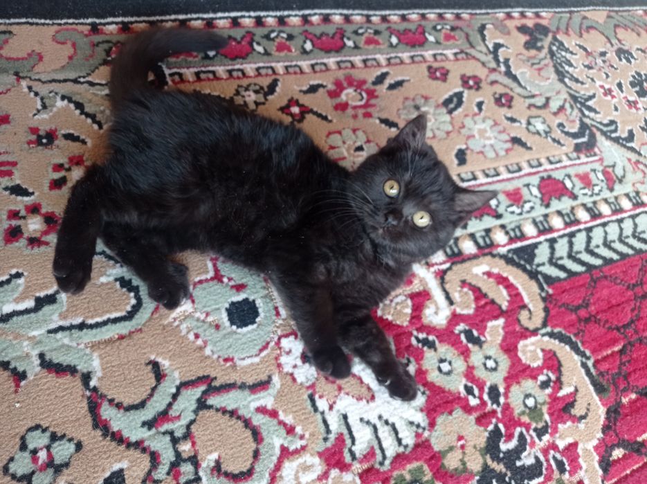 Qora rangli chiroyli mushuk