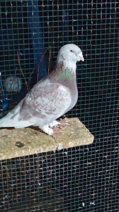 Voiajori standard de frumusețe