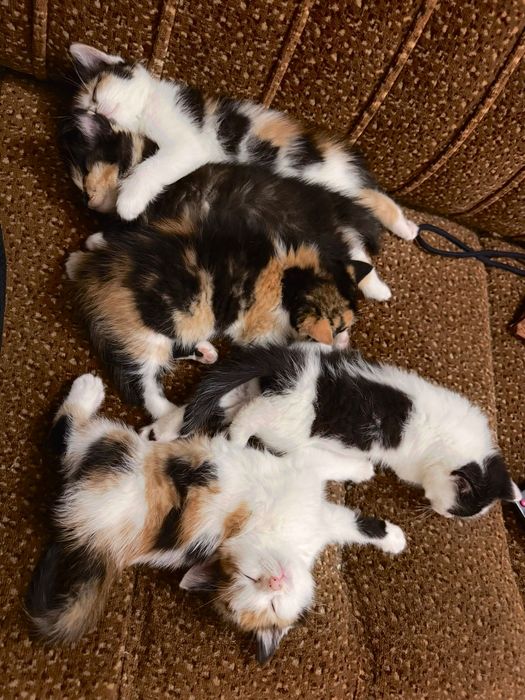 Подаряваме прекрасни котенца!