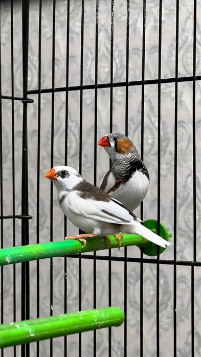 2 ta amandin qush sotiladi qafasi bilan