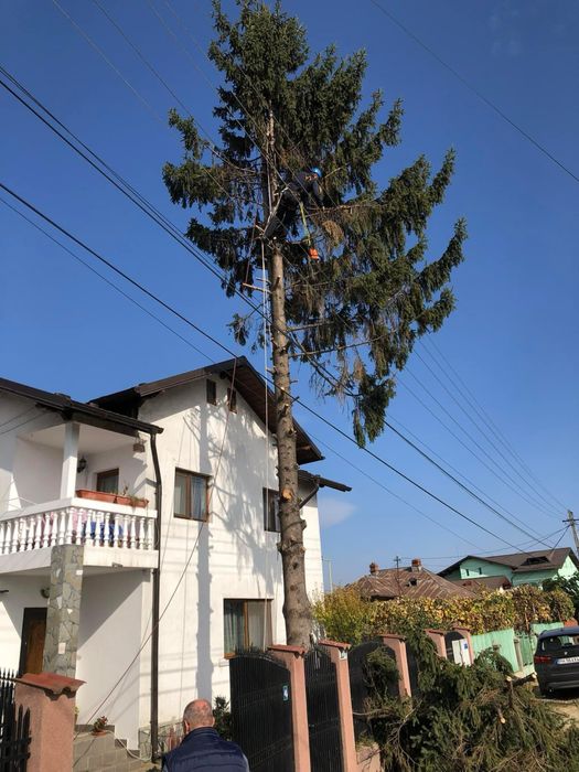 Taieri copaci. Toaletare copaci. Doborare Copaci. Servicii Alpinisti