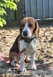 Oferta Beagle, baietel, rasa pura la un pret modest