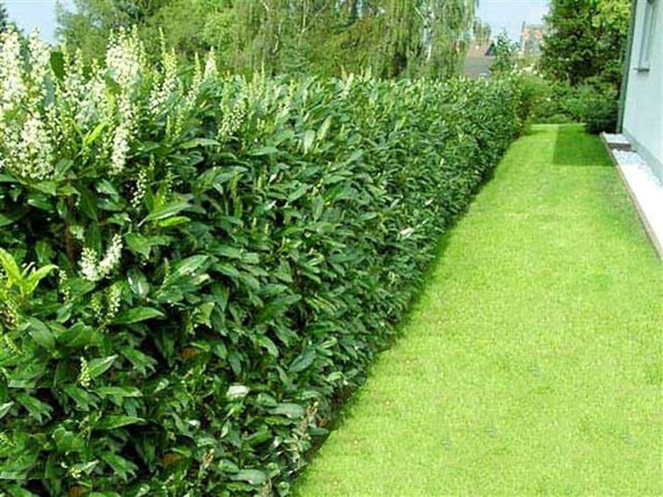 Prunus Laurocerasus / Laur englezesc / Gard viu vesnic verde