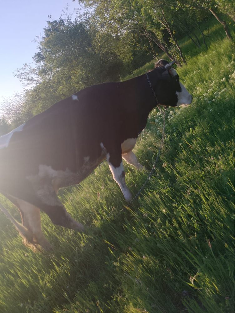 Ofer spre vanzare vaca si vitel holstein