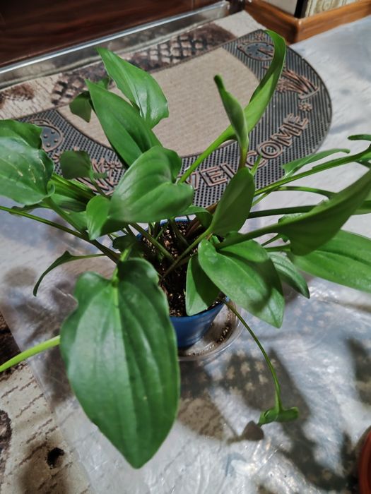 Комнатные растения, цветы для дома, офиса