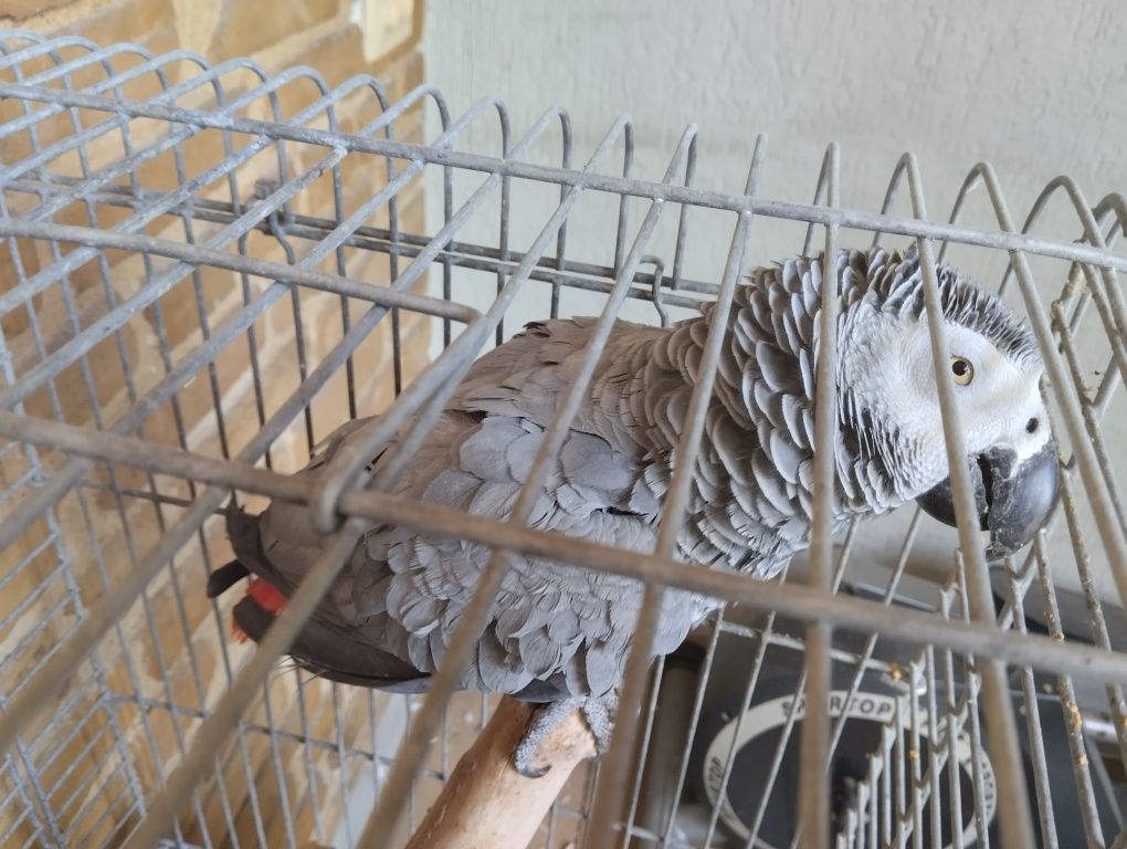 Попугай породы жако