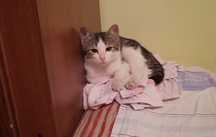 Отдам котенка  в хорошие руки