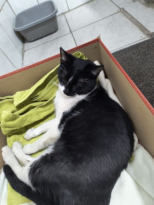 Pui de pisica spre adoptie