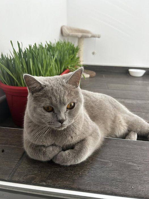 Британска късокосместа