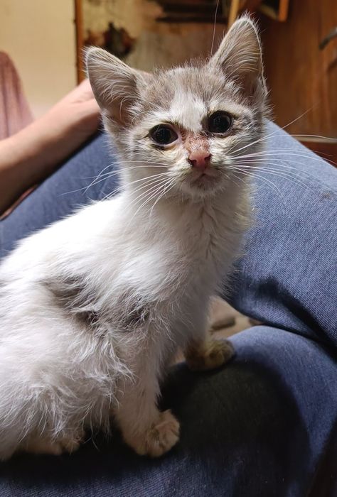 Неко - шепа любов