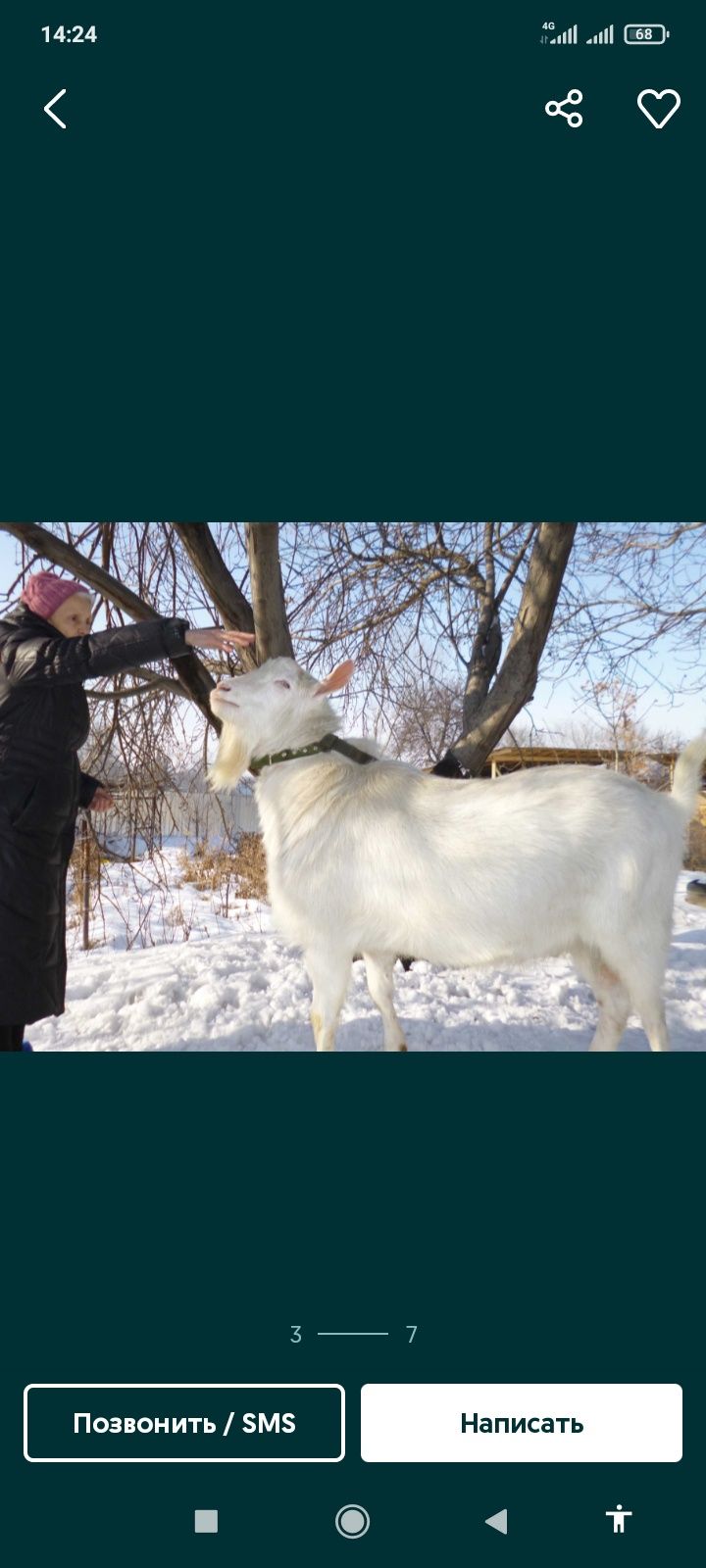 Козёл на вязку Теке каштыру