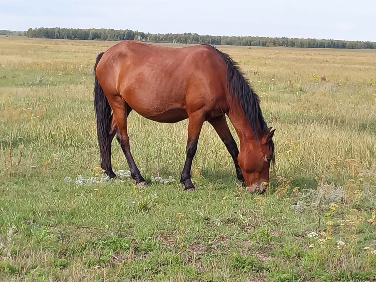 Продам двух Лошадей Кобыл!