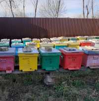 Vand 10 familii de albine