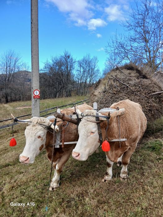 Vând boi gemeni de 4 ani jumătate