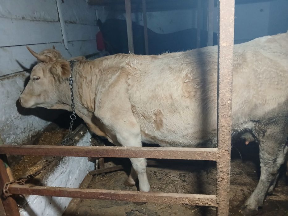 Vacă de vânzare.