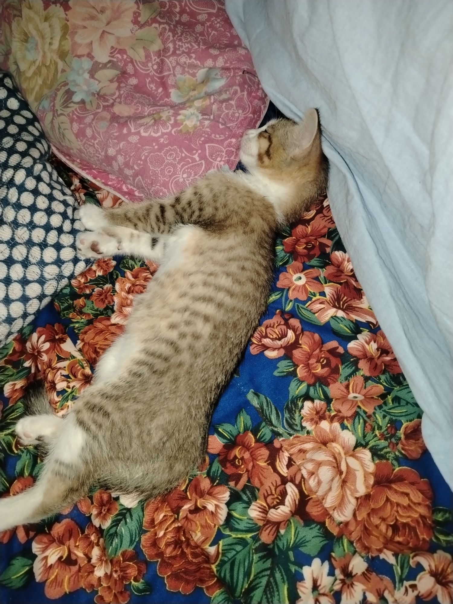 Котенок бесплатно