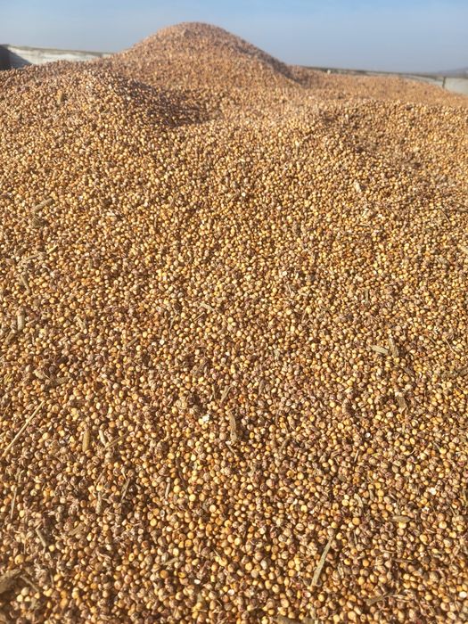 Vand sorg productie 2025