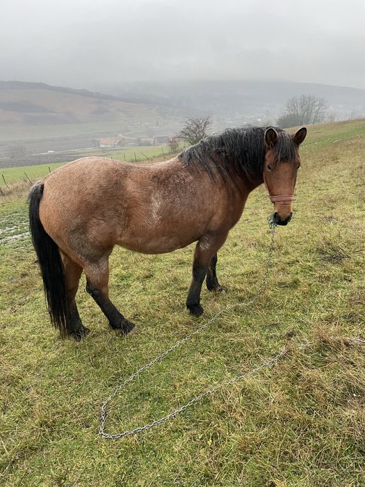 Vand Iapa de 6 ani detalii la telefon