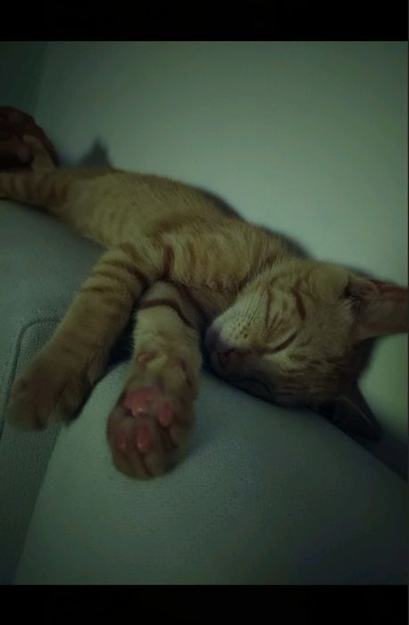 СПЕШНО: бебе коте търси дом