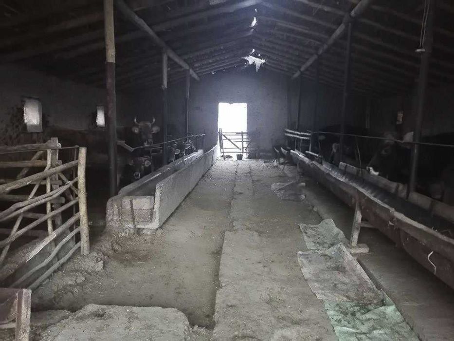Molxona   binosi