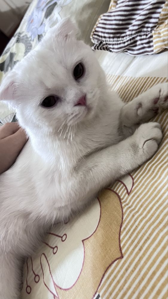 Шотландский вислоухий котик в поисках тёплого дома