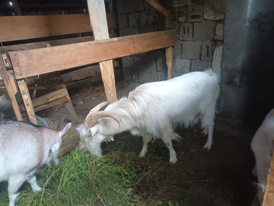 Capre saanen metish un țap 3 capri disponibile