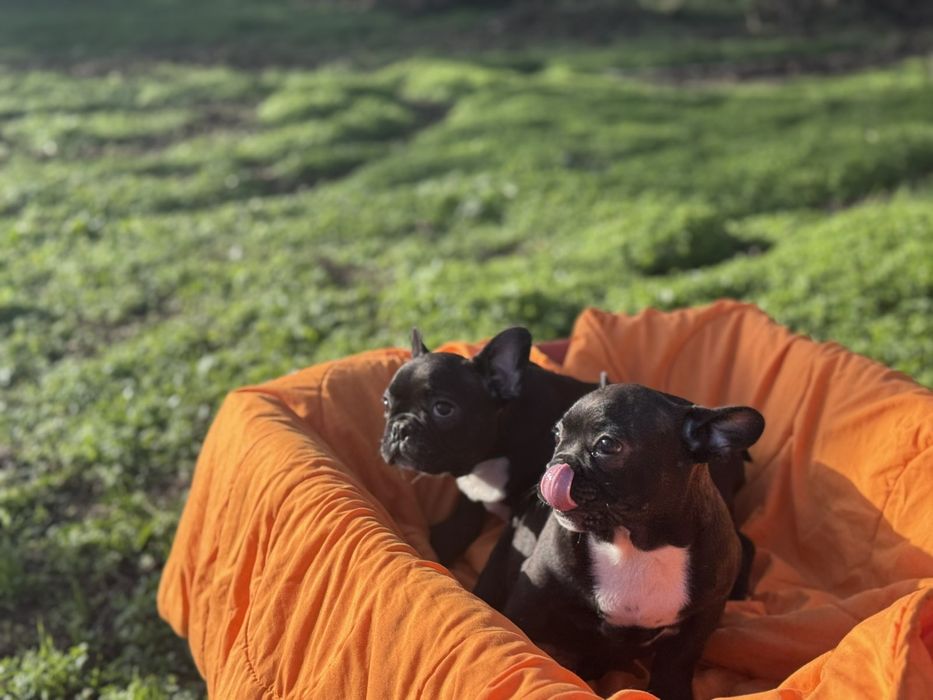 Два прекрасни френски булдога