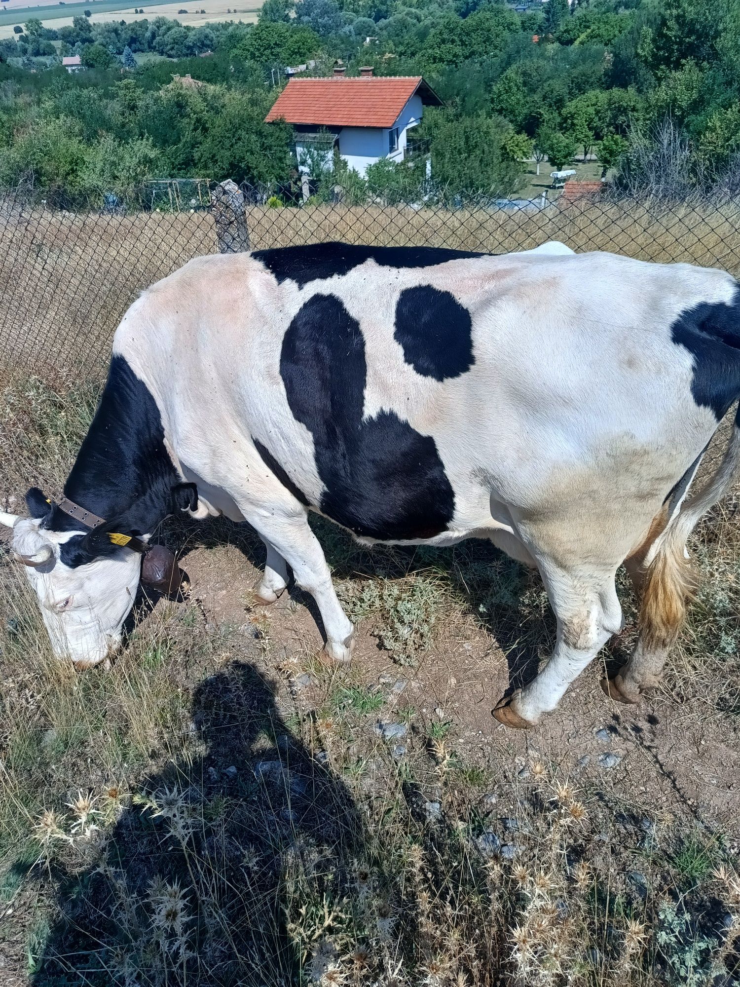 Продавам стелна крава