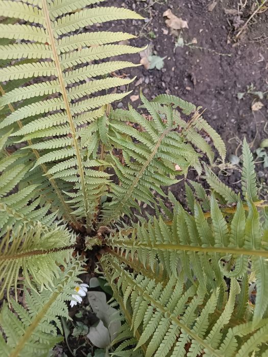 Продам рассаду цветов