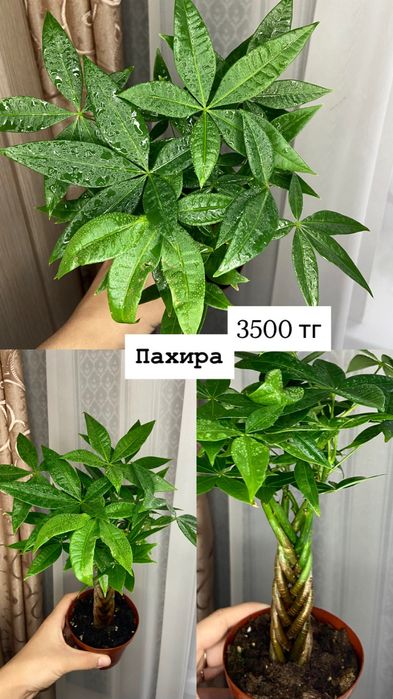 Комнатный цветок, пахира