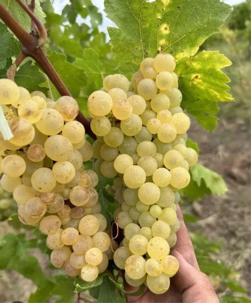 Vand struguri de vin cu livrare la domiciliu
