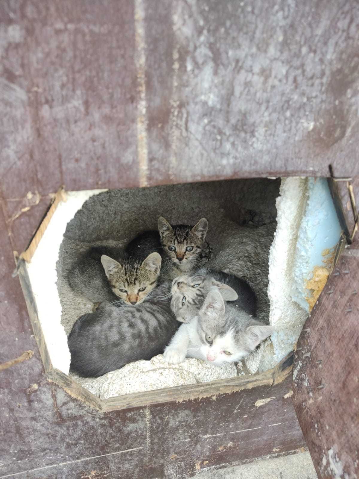 Adoptie pui de pisica ghemotoci blanosi si pufosi