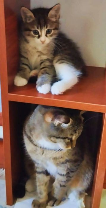 Котенок мальчик ,мама вислоухая