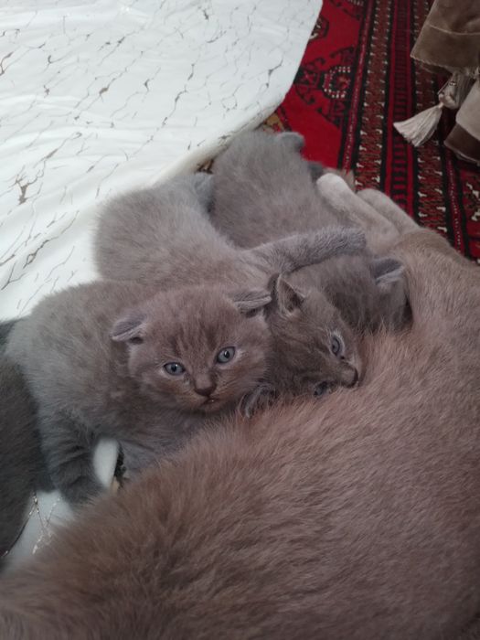 Пишикла сотилоди.