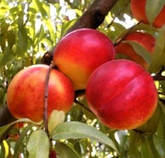 Pomi fructiferi La Ghiveci (Nectarin)