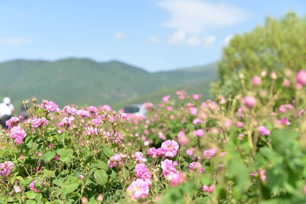 Продавам био розова вода на едро и дребно
