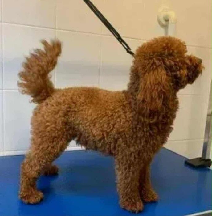 Мини пудел мъжки