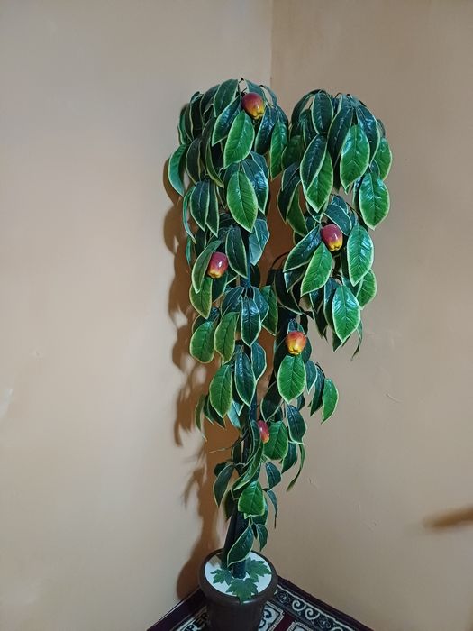 Алма Терек Лимон Терек сатылады