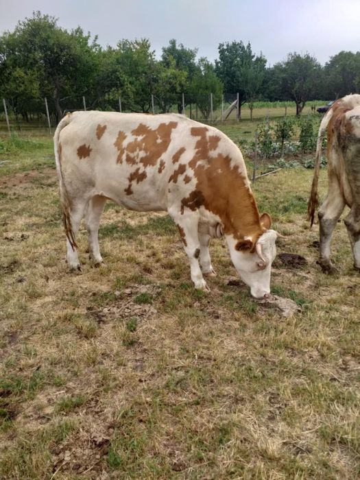 Juninca Gestanta Baltata Romaneasca