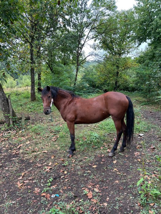 De vanzare Iapa buna