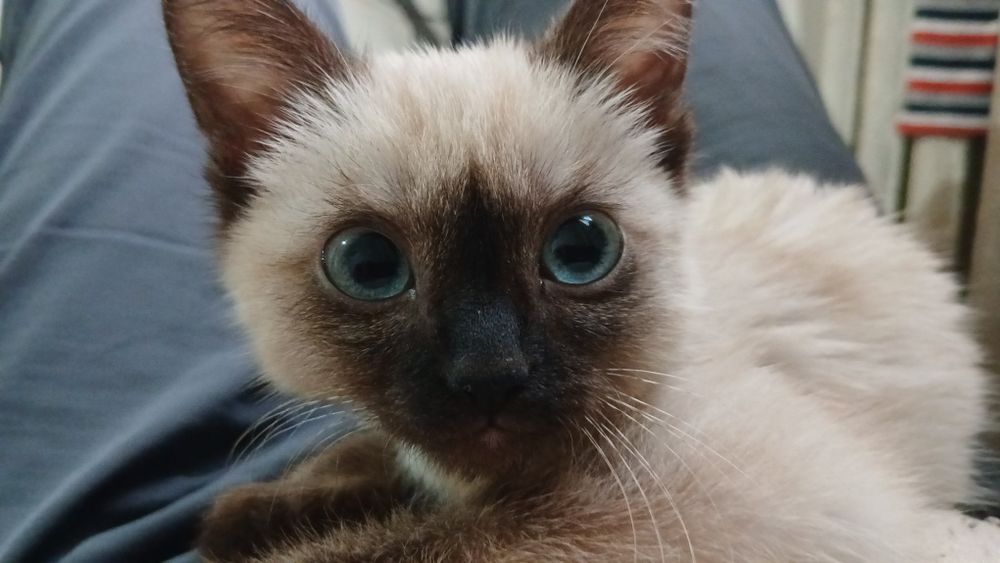 Котйонок сиямский