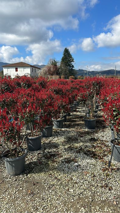 Cires japonez artari japonezi