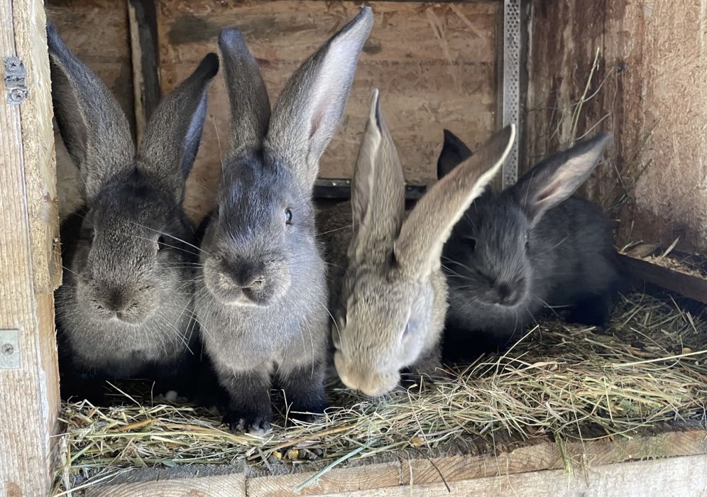 Tineret de urias german vacinati
