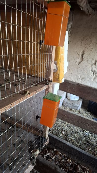 Kaliforniya quyonlar zotli 4 urg'ochi 2 erkagi bor