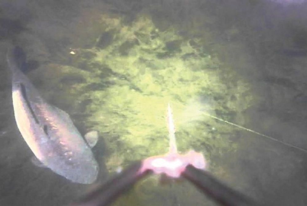 Риболовна камера FISHSPY