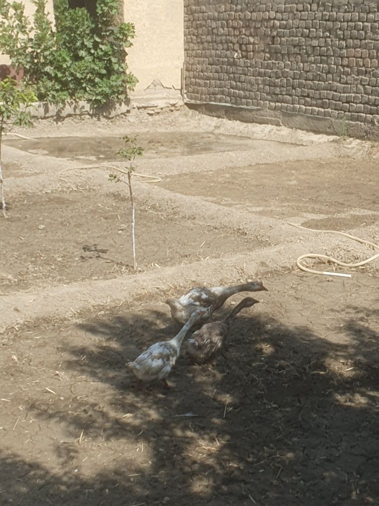 G'ozlar sotiladi