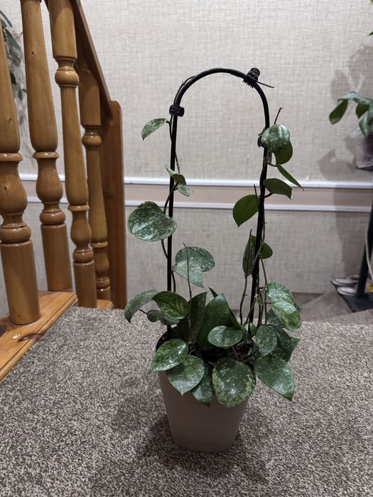 Хойя Акута EPS 997, (доставка 30000)