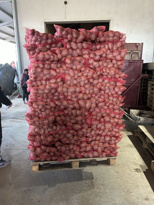 cartofi roșii și albi