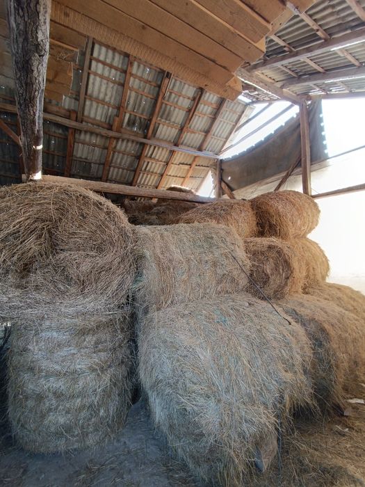 Baloți de fân neplouat