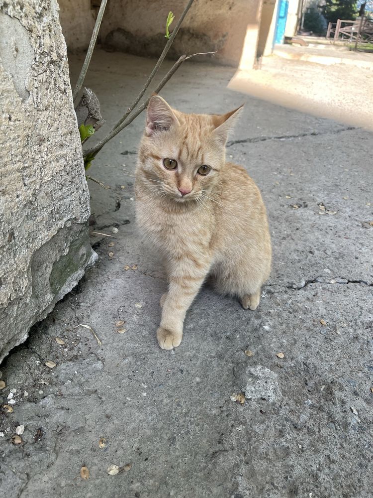 Рыжий котик ищет дом